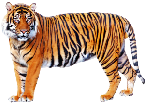 Tiger PNG-23230